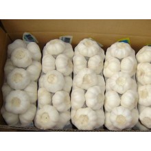 大蒜出口清關(guān)商檢，金鄉(xiāng)大蒜怎么出口